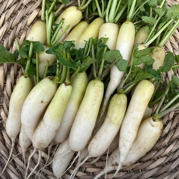 Daikon Radish seeds for home vegetable garden planting