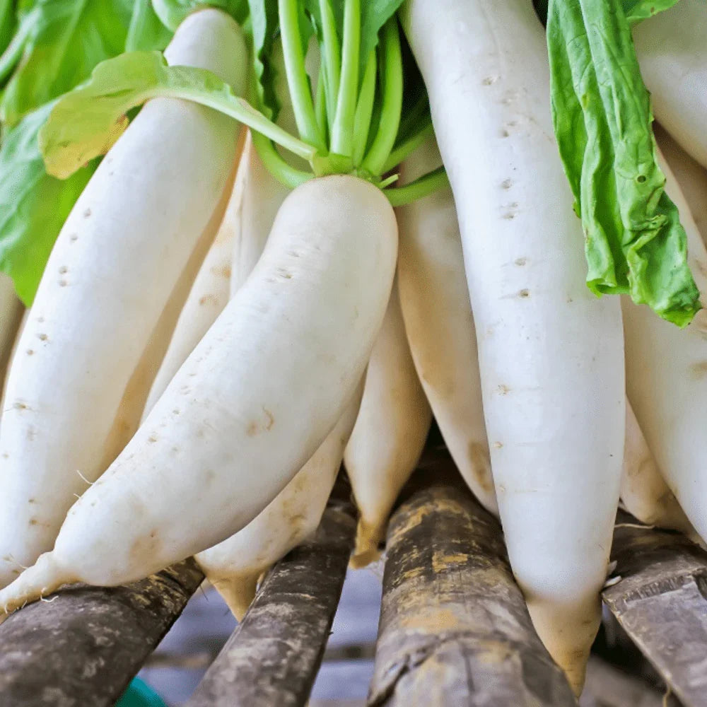 Fresh white daikon radish growing in a garden bed.