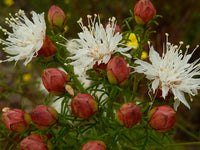 Dalea Pinnata Flower Seeds for Planting  Enhance Your Garden with Stunning Blooms