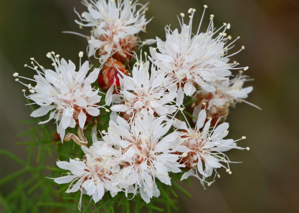 Dalea Pinnata Flower seeds for Planting - Compact Growth, Heirloom & GMO Free Seeds for Home Garden