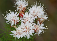Dalea Pinnata Flower seeds for Planting - Compact Growth, Heirloom & GMO Free Seeds for Home Garden