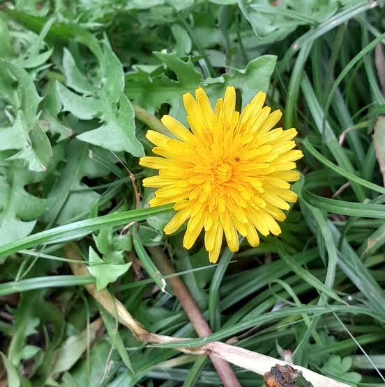Bright yellow dandelion flowers growing in a sunny garden meadow.