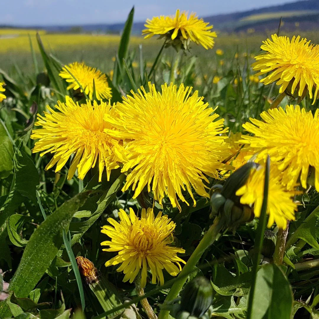 Dandelion wildflower seeds for planting in home gardens and natural landscapes.