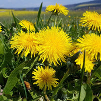 Dandelion wildflower seeds for planting in home gardens and natural landscapes.