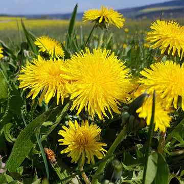 Dandelion wildflower seeds for planting in home gardens and natural landscapes.
