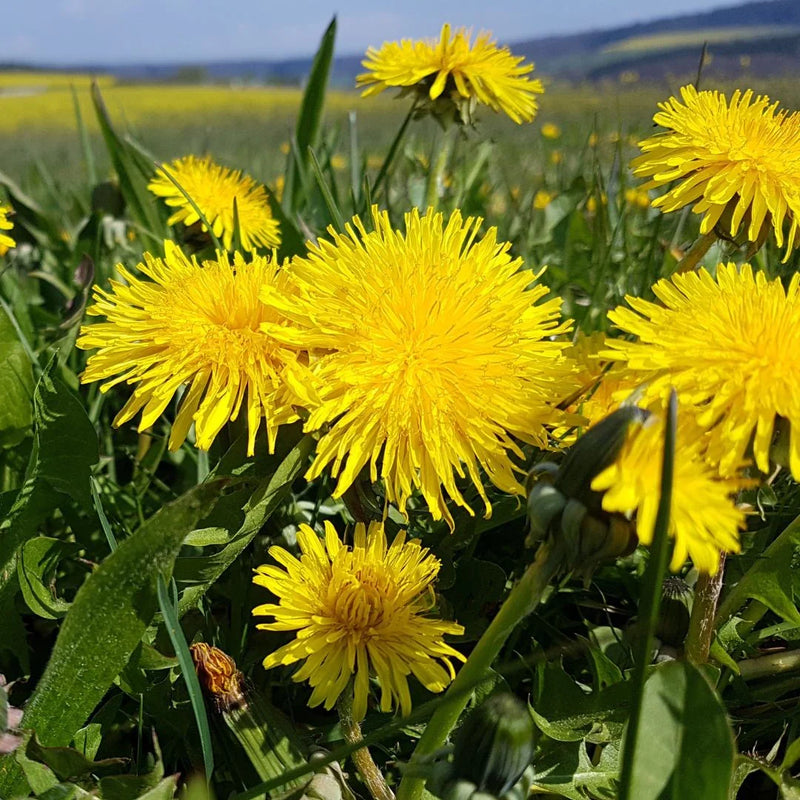 Dandelion wildflower seeds for planting in home gardens and natural landscapes.