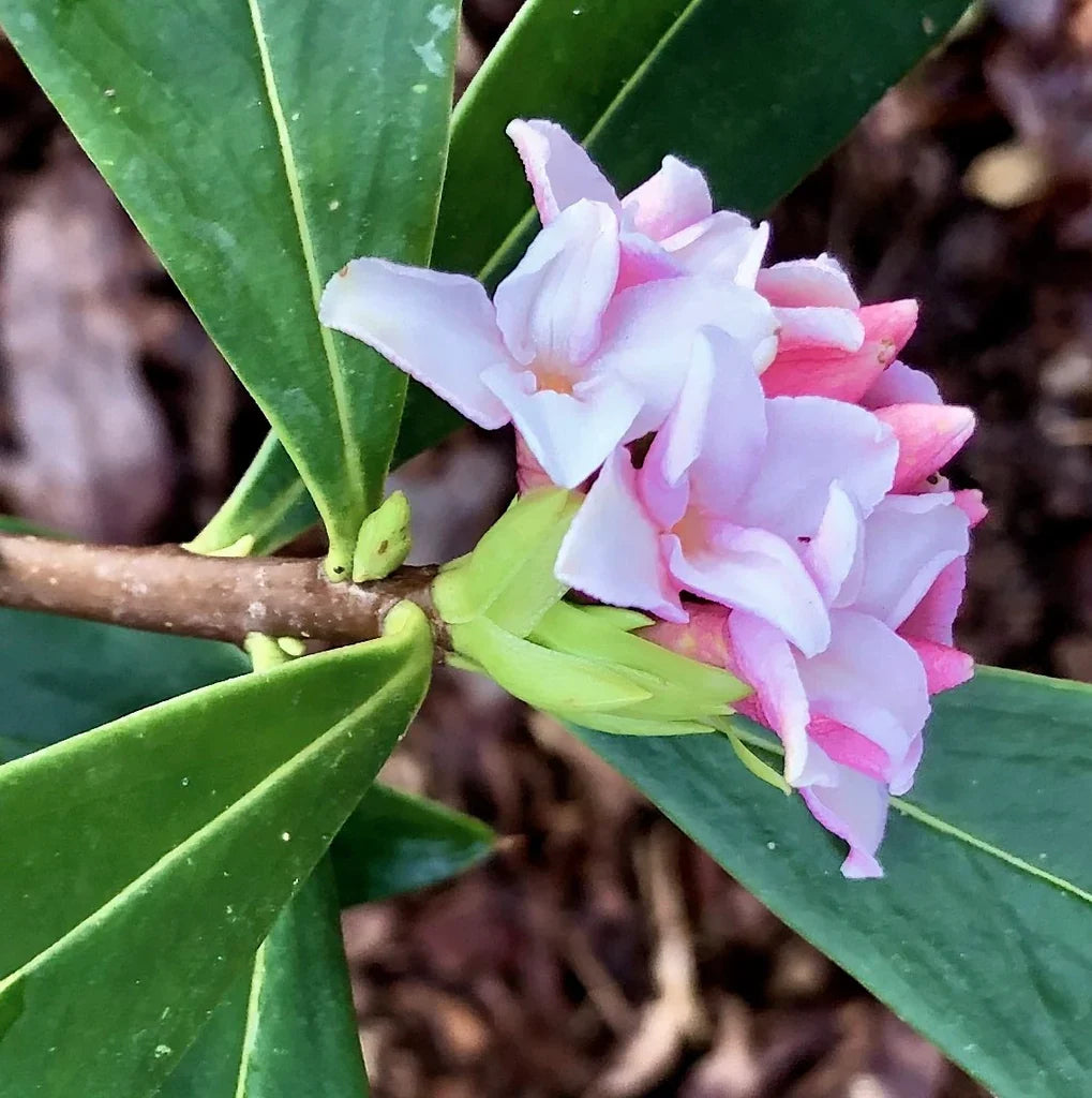 Daphne flower seeds for planting in home gardens and containers.