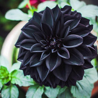 Close-up of dark Black Dahlia blossoms with lush green foliage.