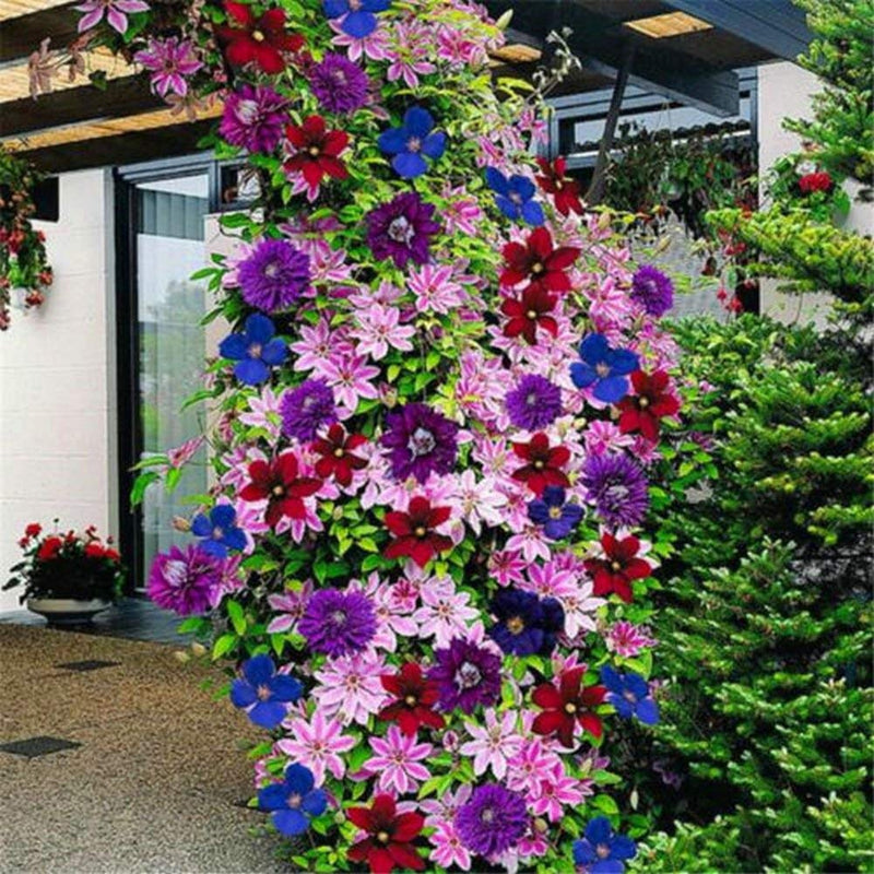 Dark Blue Clematis Flower Seeds for Planting – Elegant Climbing Blooms