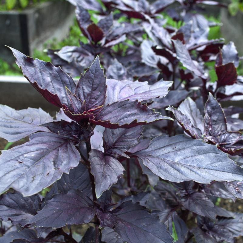 Heirloom Dark Opal basil with deep purple leaves growing in a garden
