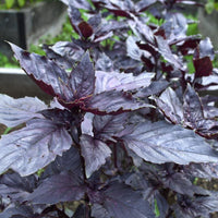 Heirloom Dark Opal basil with deep purple leaves growing in a garden