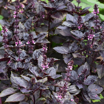 Dark Opal basil seeds for home herb garden planting