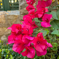 Dark Pink Bougainvillea flower seeds for planting in home gardens.