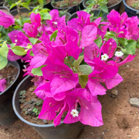 Bold Dark Pink Bougainvillea Seeds for Planting