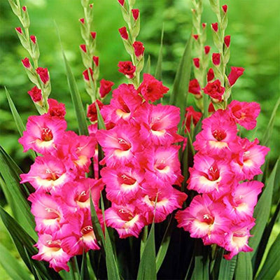 100 Pcs