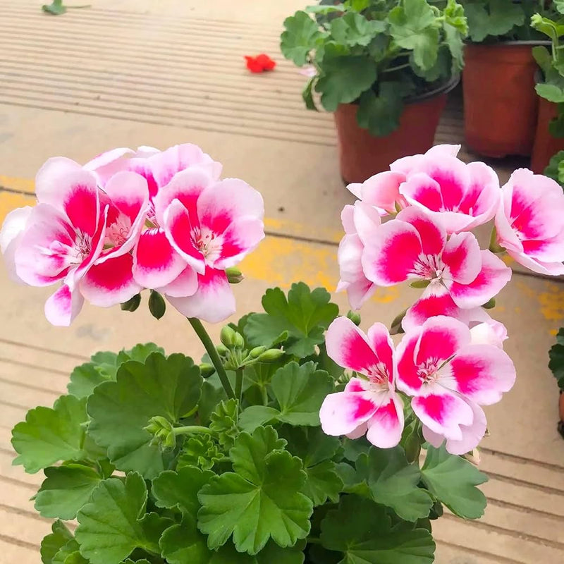 Dark Pink and White Geranium Flower Seeds for Planting