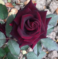 Deep Red Rose Flower seeds for Planting - Garden Favorite, Heirloom & GMO Free Seeds for Home Garden