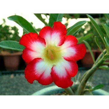 Red (Red White) seeds for planting in home garden
