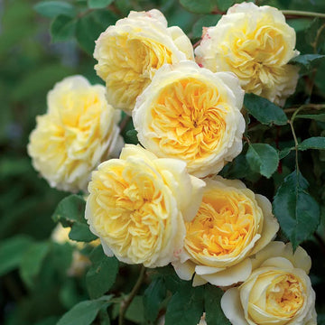 Light Yellow Climbing Rose Flower Seeds for Planting, Heirloom Non-GMO Organic Garden Seeds