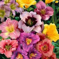 Daylily planting bulbs for garden beds and borders