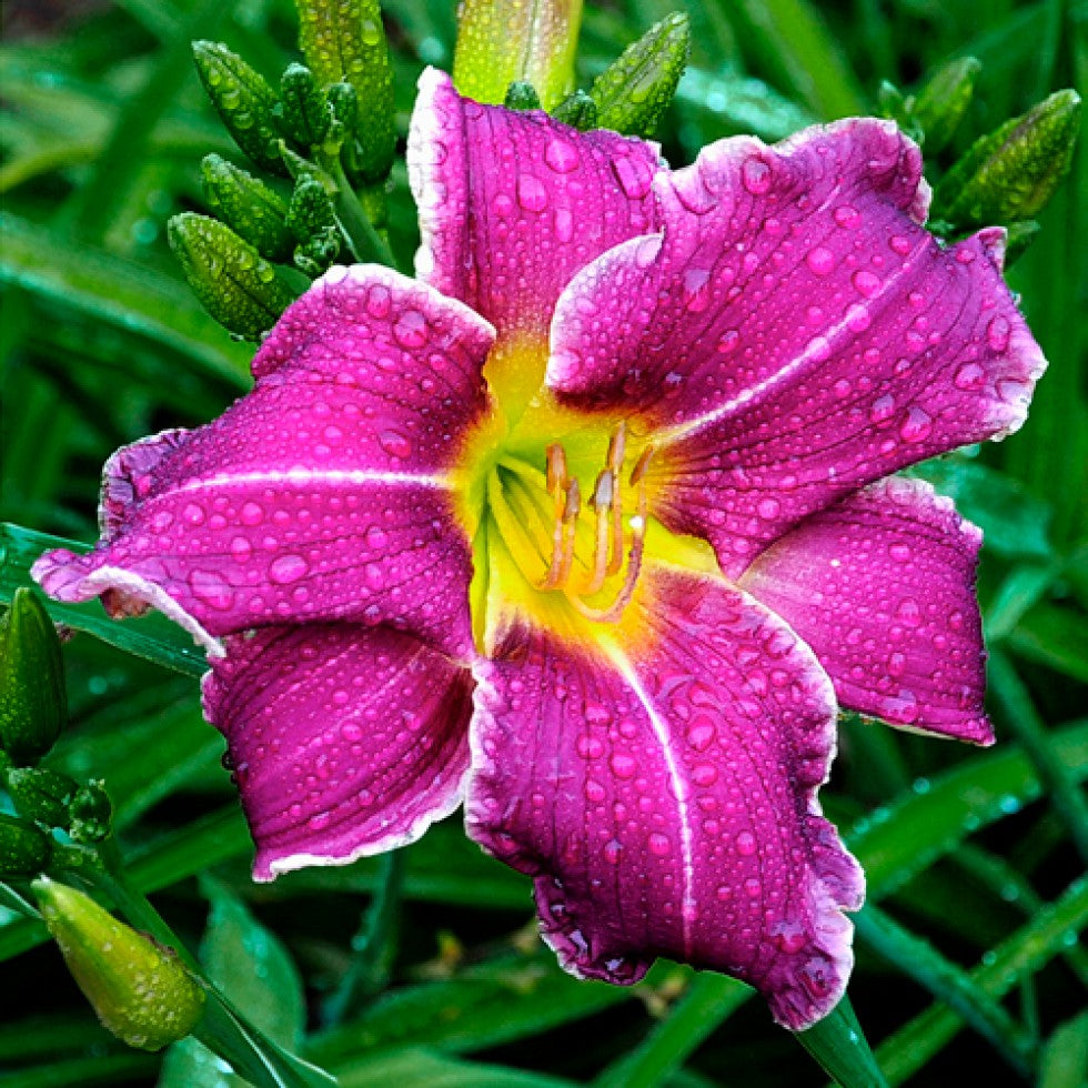 Violet Hemerocallis Flower seeds for Planting Easy to Grow Heirloom & GMO Free Seeds for Home Garden 
 
 Sale