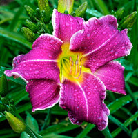 Violet Hemerocallis Flower seeds for Planting Easy to Grow Heirloom & GMO Free Seeds for Home Garden 
 
 Sale
