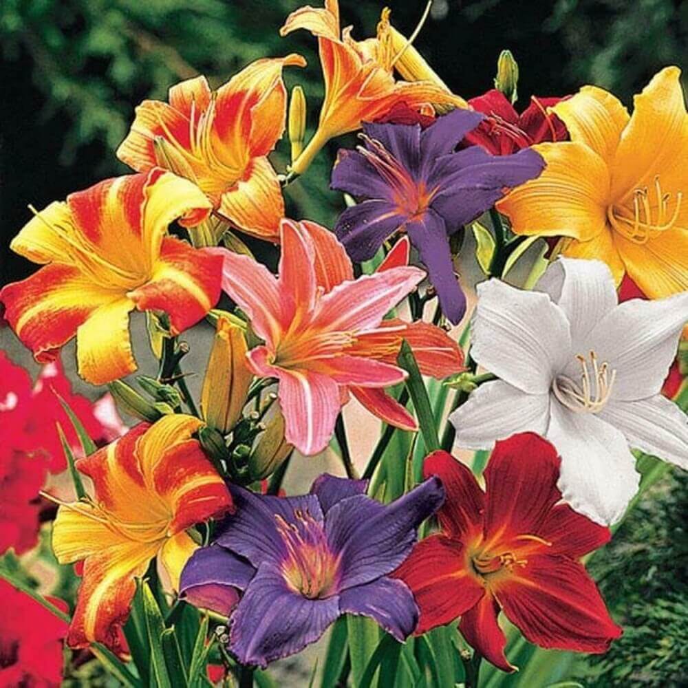 Perennial daylily flowers blooming in a garden