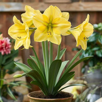 Heirloom Hippeastrum Flower seeds for Planting Vibrant Colors Heirloom & GMO Free Seeds for Home Garden