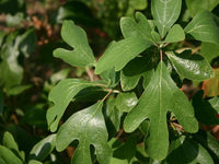 Sassafras tree with vibrant seasonal foliage in an outdoor garden