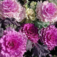 Large-leaf ornamental kale growing in a vibrant garden border.