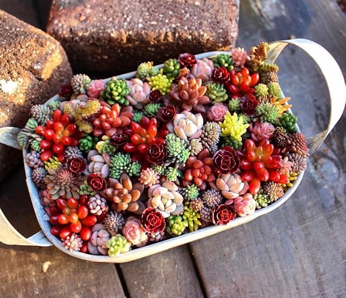 Decorative Succulent Garden Display