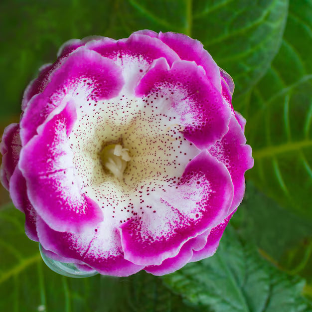 Gloxinia Sinningia Speciosa Flower Seeds