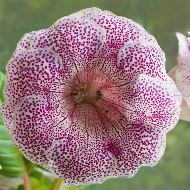 Gloxinia Sinningia Speciosa Flower Seeds