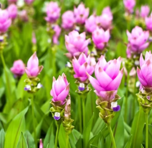 Purple Alismatifolia Flower Seeds for Planting Garden Favorite Heirloom & GMO Free Seeds for Home Garden
 
 Sale
