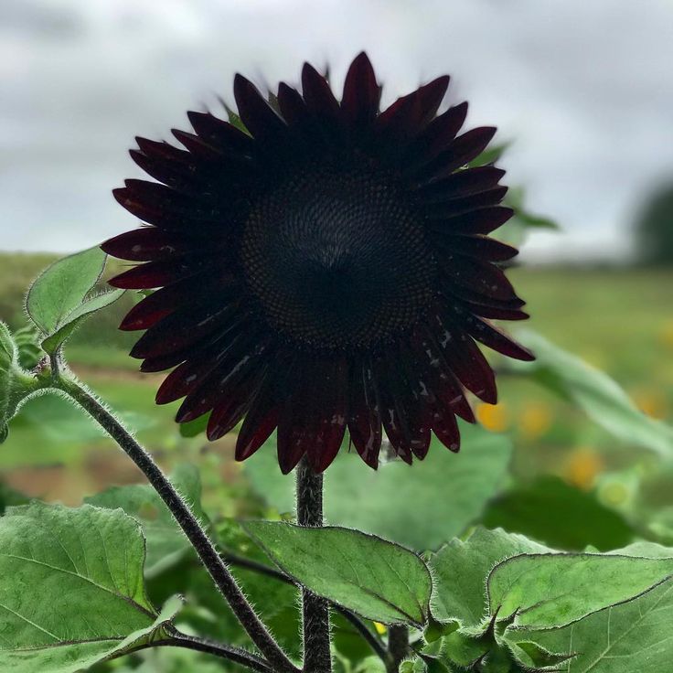 Deep Black Sunflower seeds for planting in home gardens and flower beds.