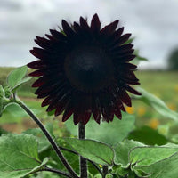 Deep Black Sunflower seeds for planting in home gardens and flower beds.