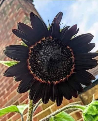 Deep Black Sunflower plants growing in a colorful outdoor landscape.