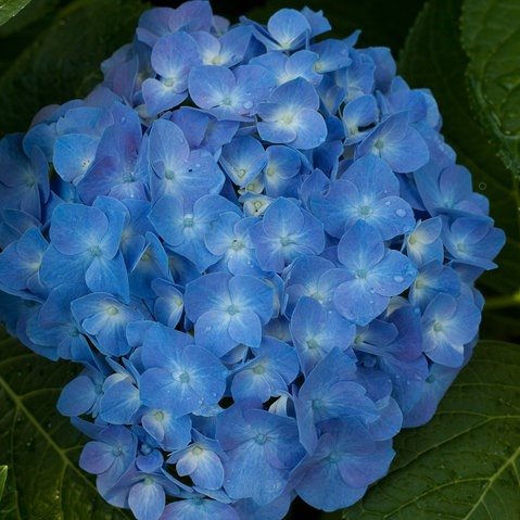 Deep Blue Geranium Seeds for Garden Planting