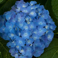 Deep Blue Geranium Seeds for Garden Planting