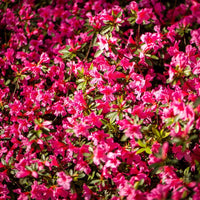 Compact Japanese Azalea shrub with deep pink flowers in full bloom.