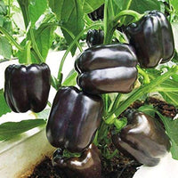 Closeup of Deep Purple bell pepper seeds