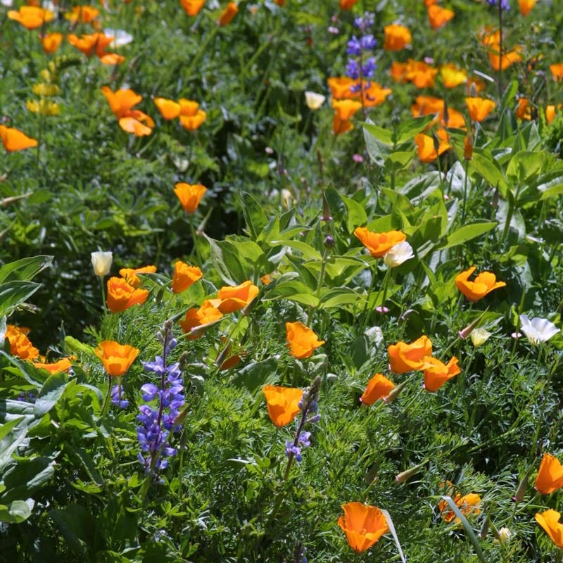 Colorful deer-resistant wildflowers blooming in a garden