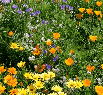 Deer-resistant wildflower seeds for natural garden planting