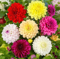 Delightful Dahlia Flower Bulb Mix for colorful garden planting.