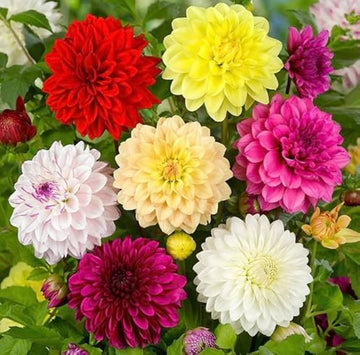Delightful Dahlia Flower Bulb Mix for colorful garden planting.