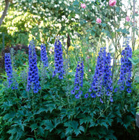 Millennium Delphinium Delphinium elatum Seeds for Planting in Garden Borders