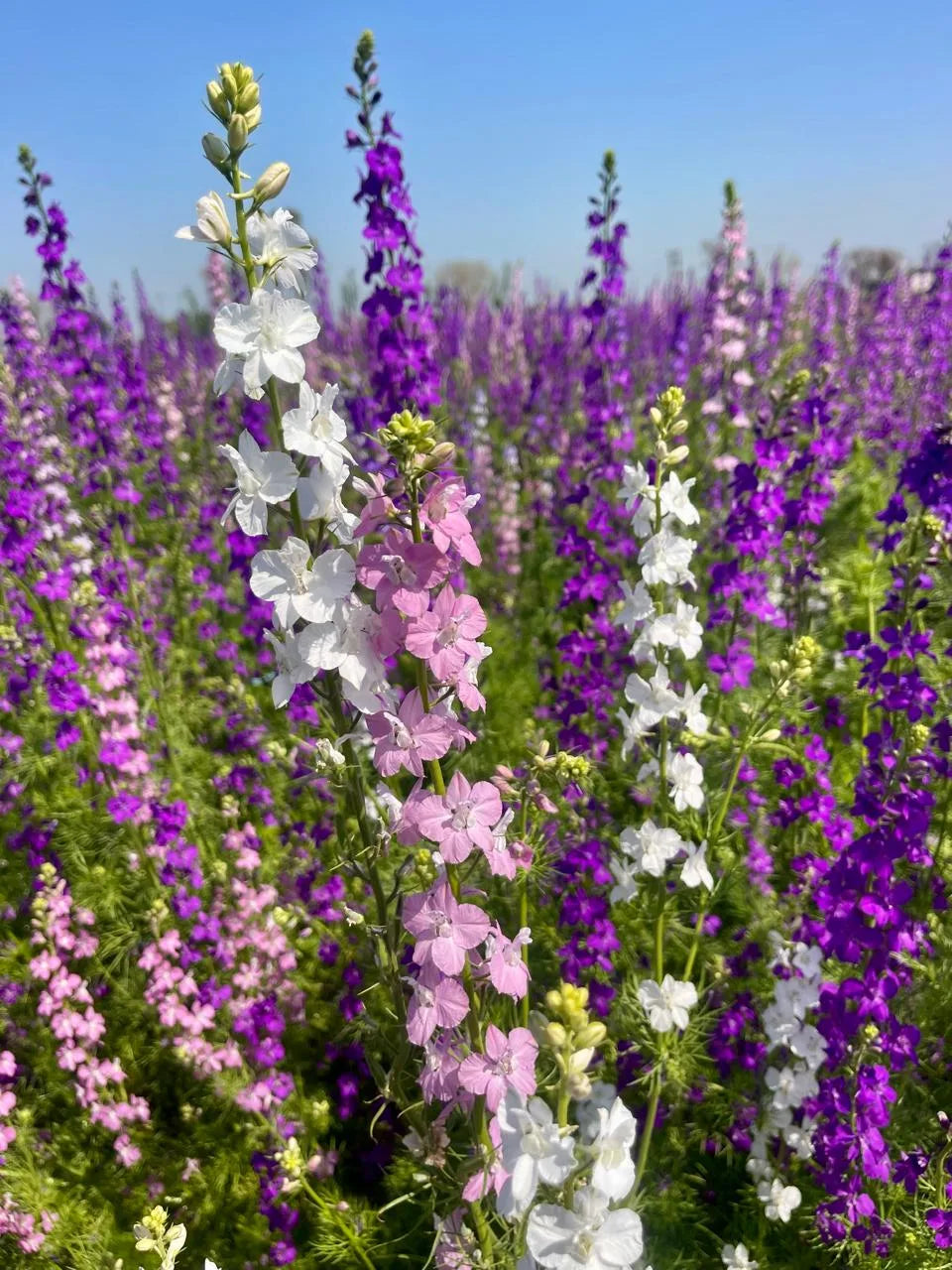 Delphinium consolida flower seeds suitable for raised beds, borders, and containers.