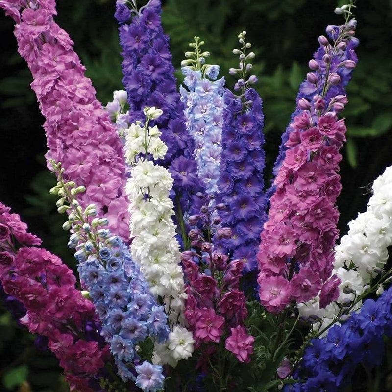Delphinium Elatum Pink Mix Seeds for Planting Flower Borders Home Garden