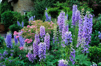 Millennium Delphinium Delphinium elatum Seeds for Planting in Garden Borders