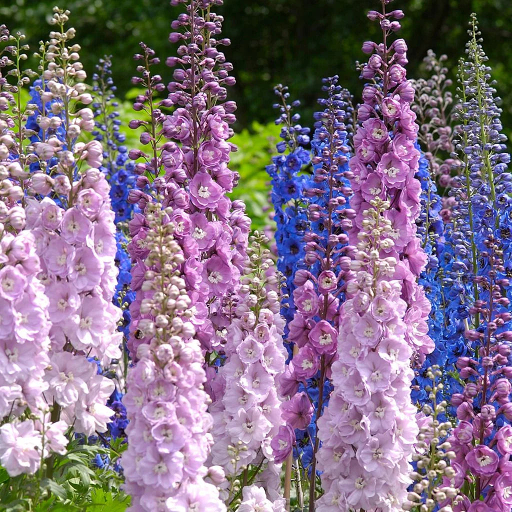 Delphinium Elatum Pink Mix Seeds for Planting Flower Borders Home Garden
